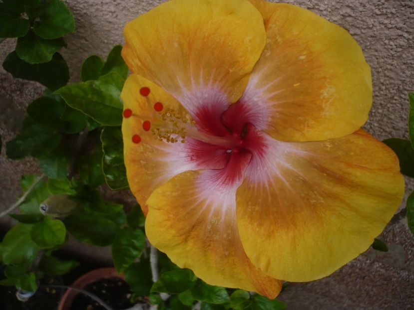 P1380347 - HIBISCUSI 2018-2