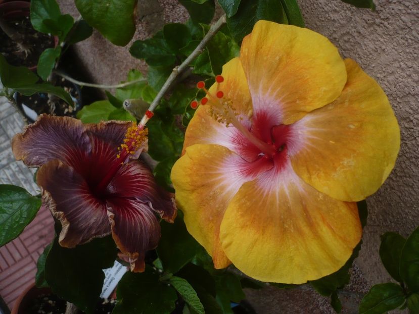 P1380350 - HIBISCUSI 2018-2