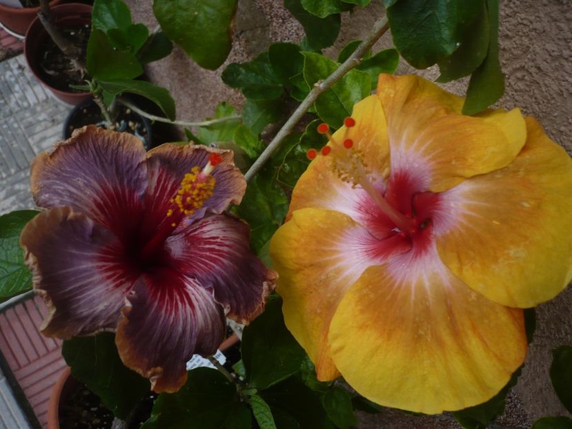 P1380349 - Dalen s Hendri Ziengs