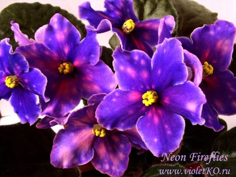 Neon Fireflies - AA Violete in colecție poze net