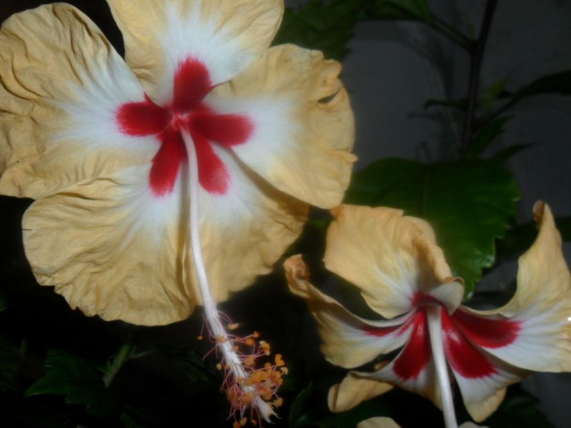  - hibiscusi 2018 2