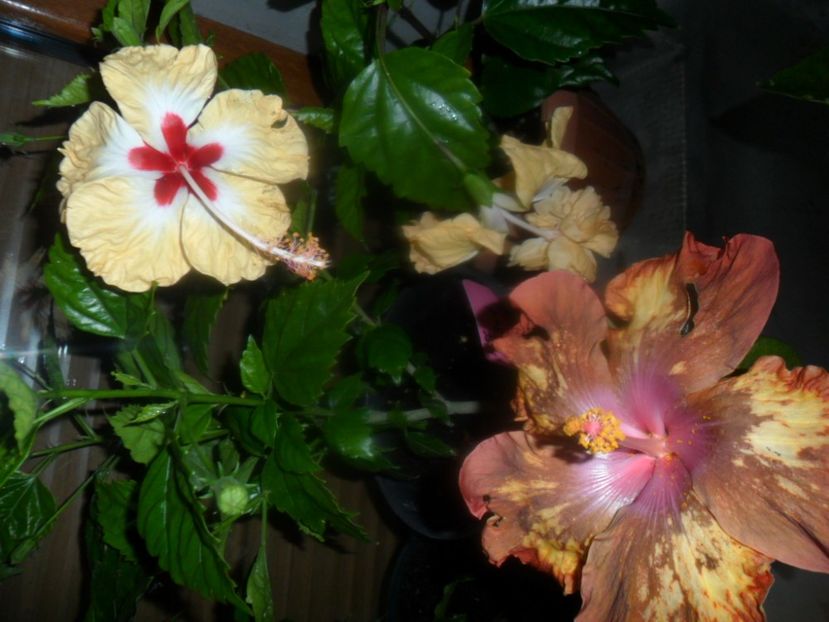  - hibiscusi 2018 2
