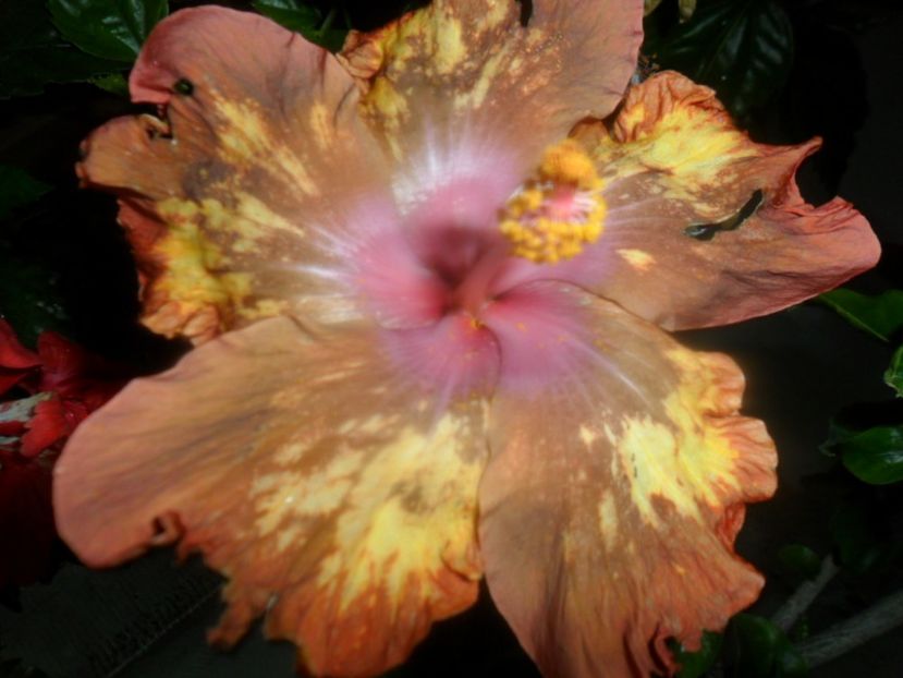  - hibiscusi 2018 2