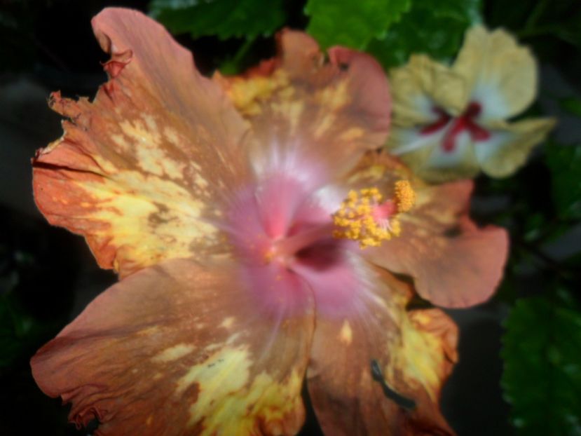  - hibiscusi 2018 2