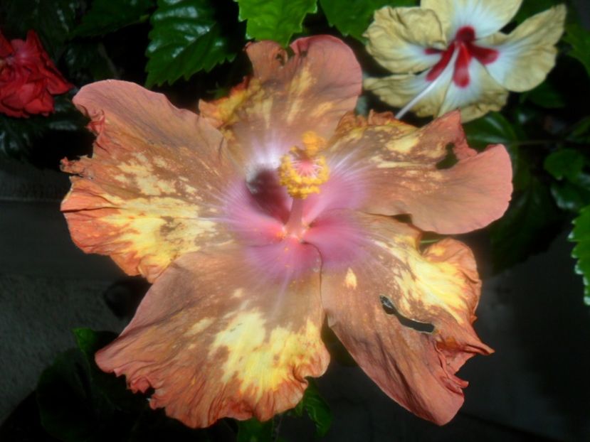  - hibiscusi 2018 2
