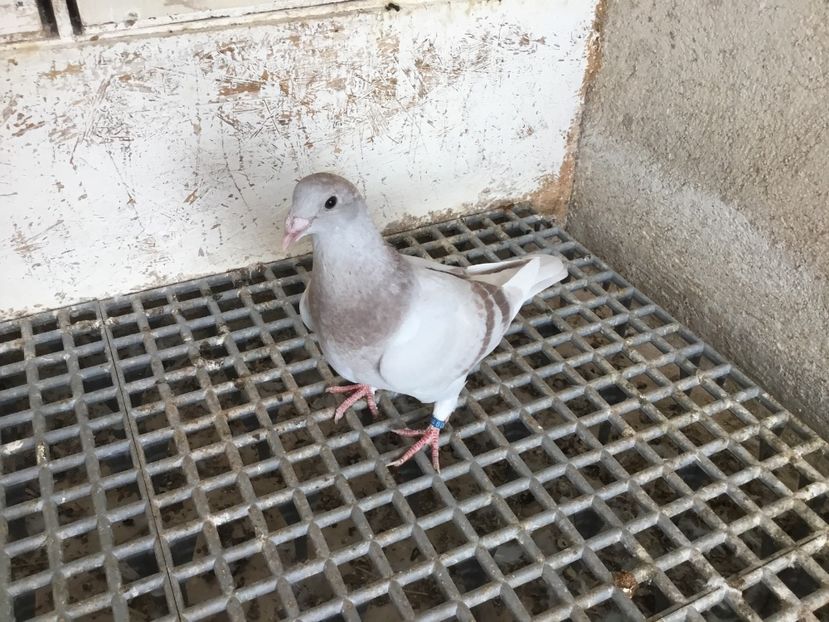 39C966BB-DED5-4C06-BB91-970330A8DD3D - Pui de standard 2018