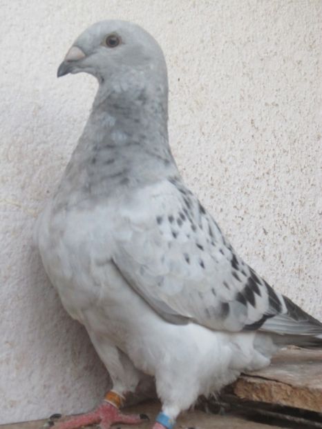  - PUI 2018 produsi in LA FABRICA