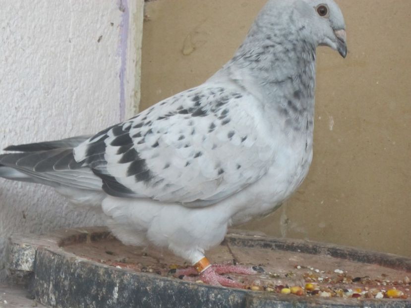  - PUI 2018 produsi in LA FABRICA