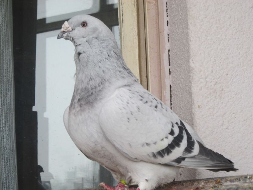  - CRISTIANO fara egal