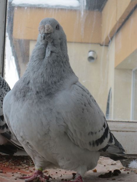  - CRISTIANO fara egal