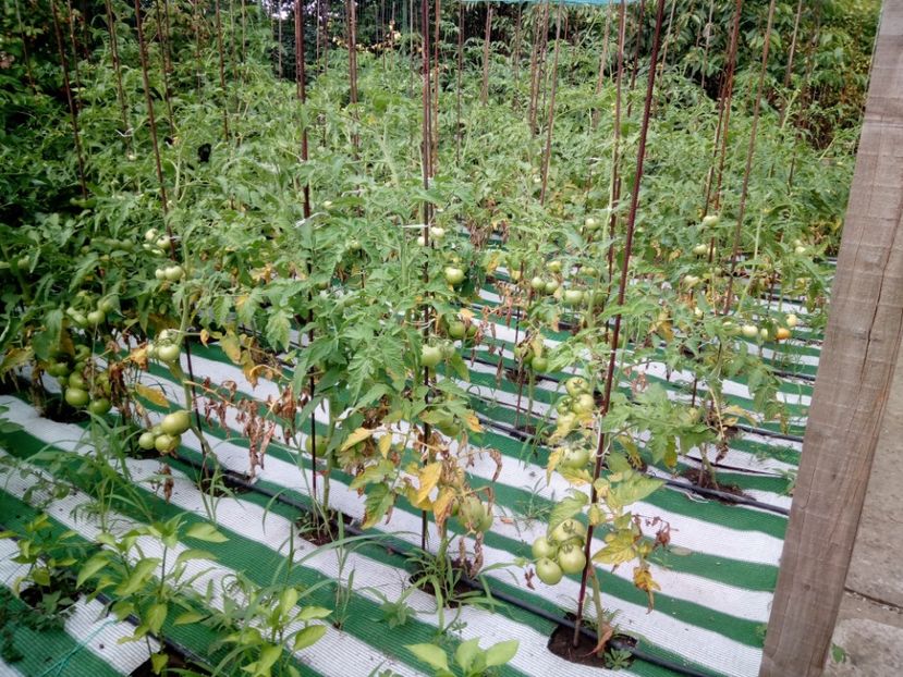  - 3Gradina de legume 2018