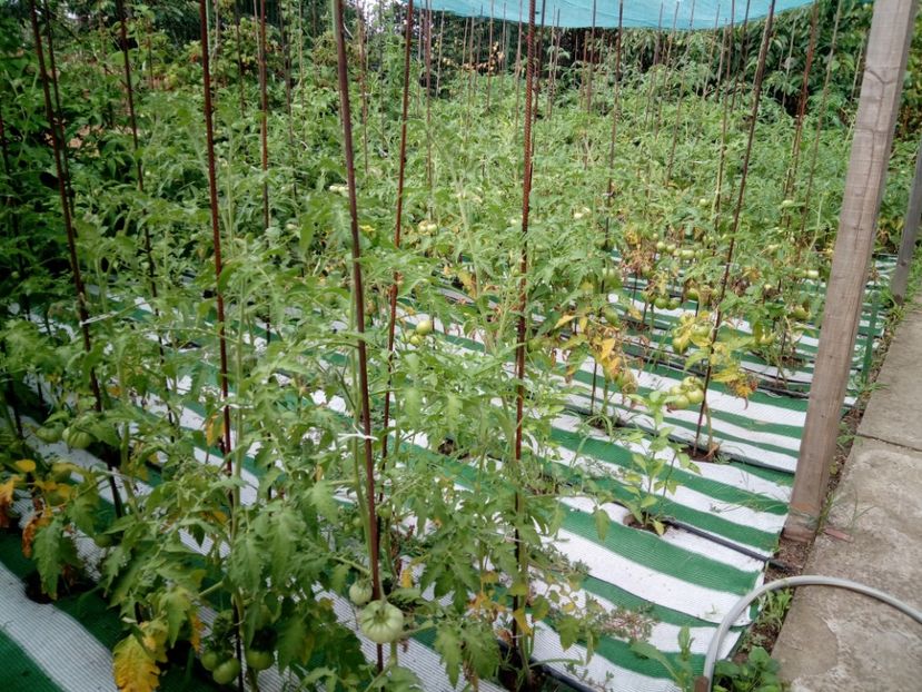  - 3Gradina de legume 2018