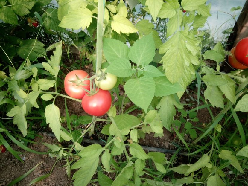  - 3Gradina de legume 2018