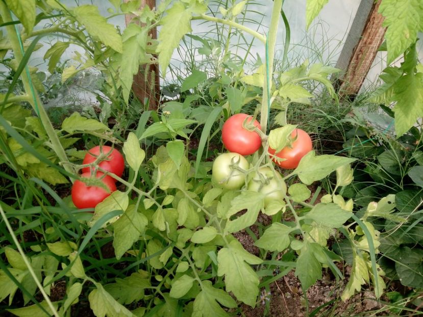  - 3Gradina de legume 2018