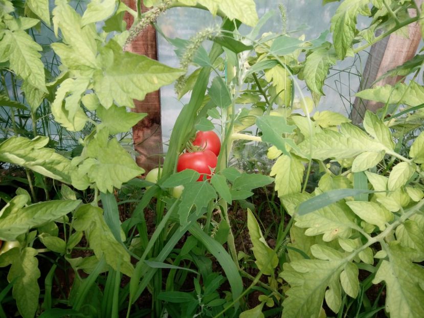  - 3Gradina de legume 2018