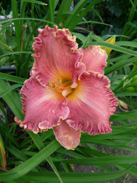  - Hemerocallis