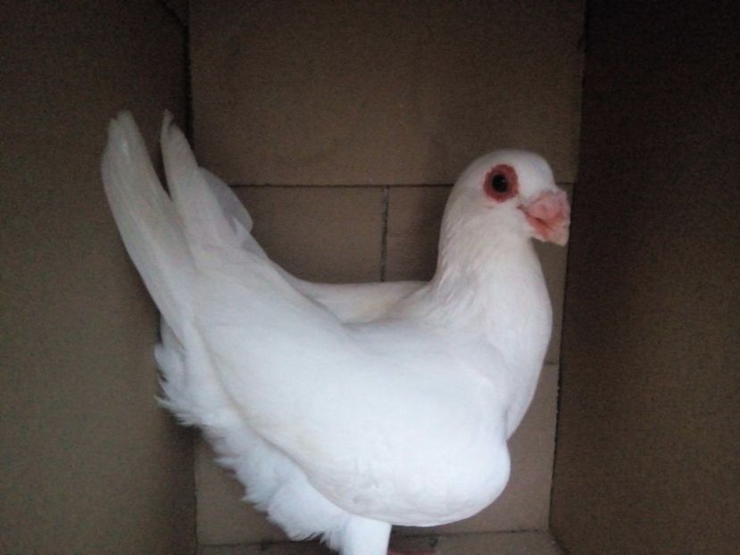 M vândut - Indian german 2018