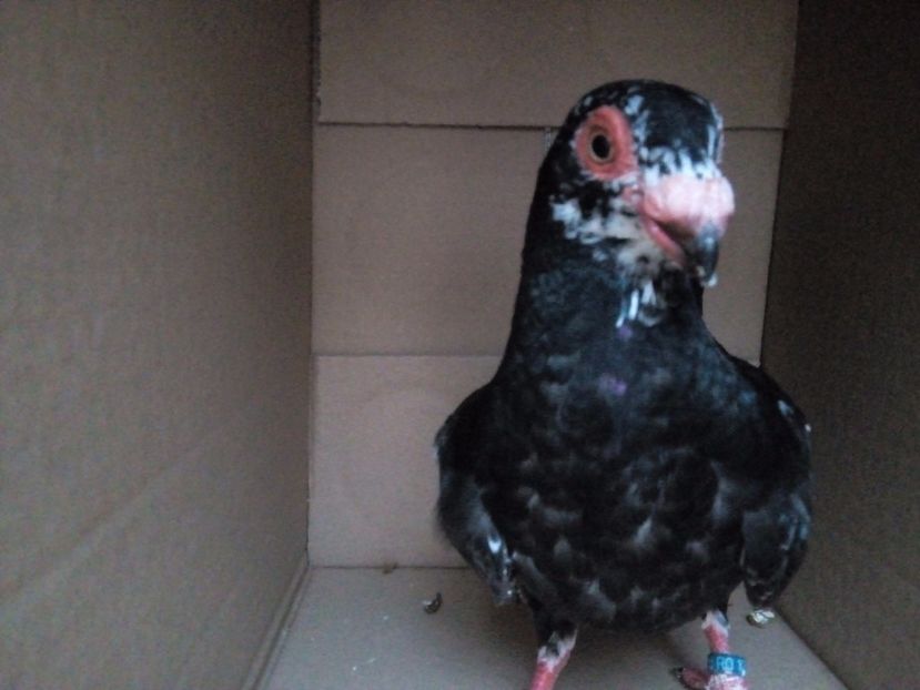  - Indian german 2018