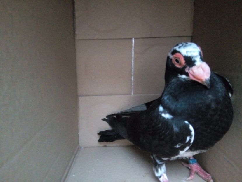  - Indian german 2018