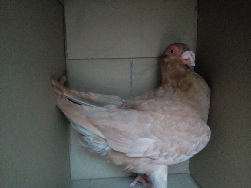 M - Indian german 2018