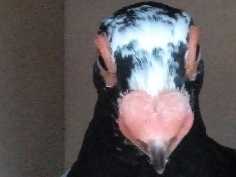  - Indian german 2018