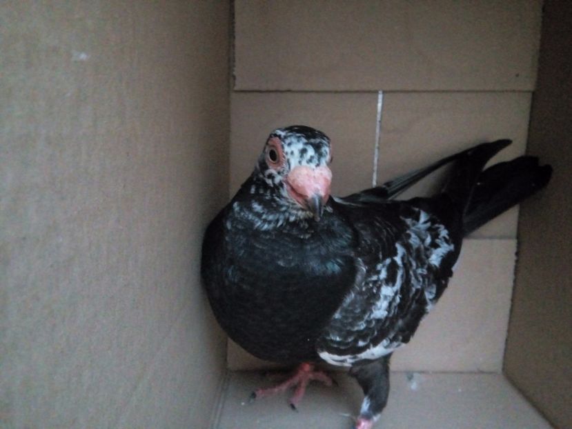  - Indian german 2018