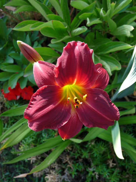  - Hemerocallis