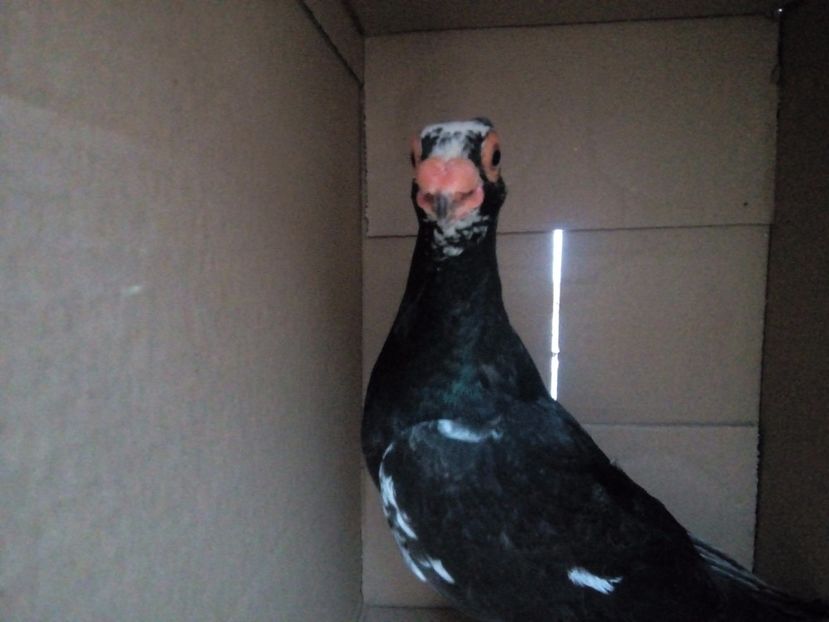  - Indian german 2018