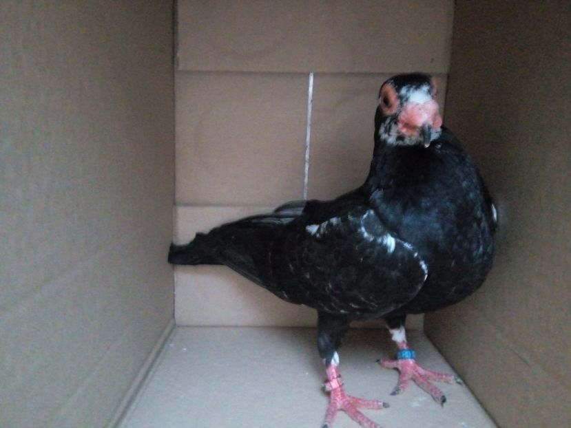  - Indian german 2018