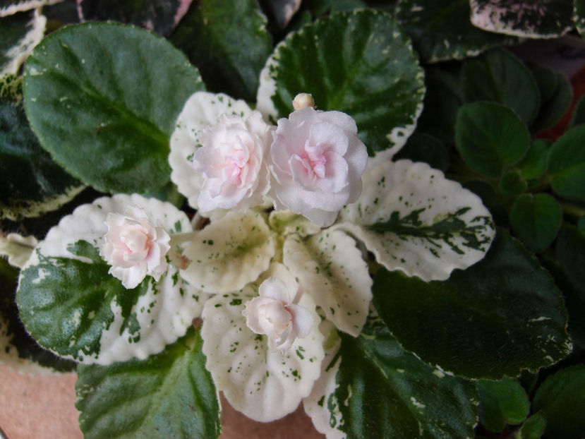 Watermelon Snow - a a Ghiceste varietatea