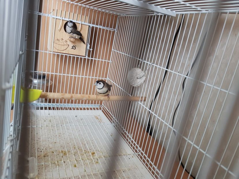  - Cinteze bufnita Owl