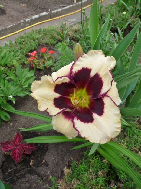  - Hemerocallis