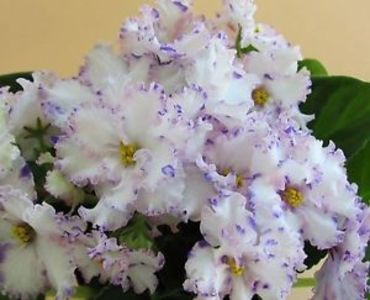 Poza net - RS Serpantine