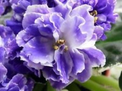 poza net - RS Figaro