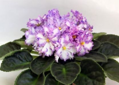 RS Serpantin - AA Violete in colecție poze net