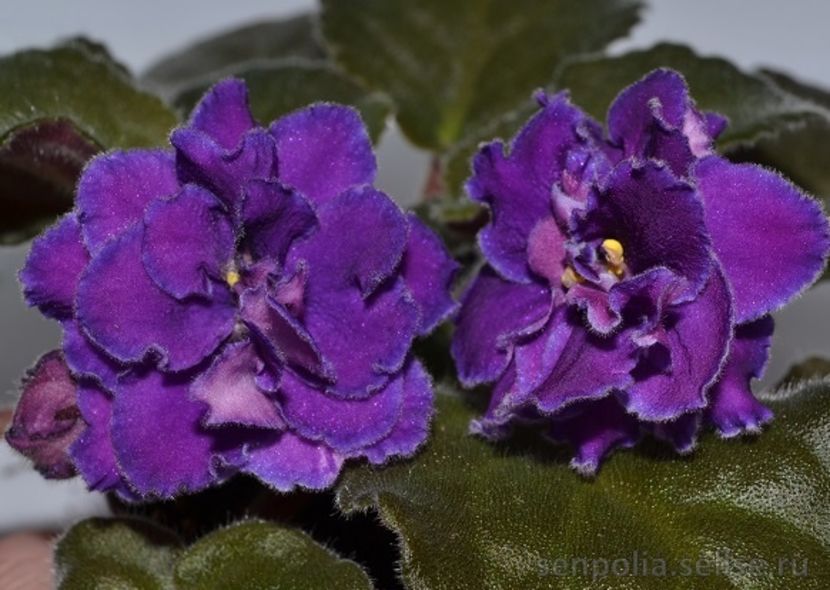 Ward Brown - AA Violete in colecție poze net