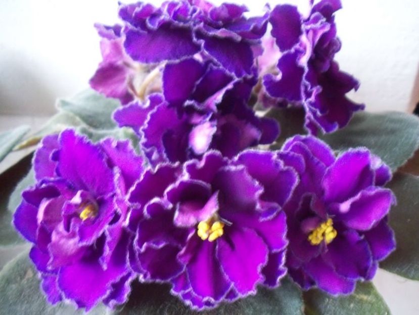Ward Brown - AA Violete in colecție poze net