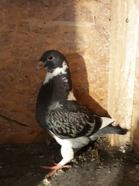  - Pui americani 2018