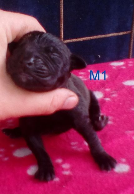 m12 - SOLD canisa De Casa Dragnuta Pui Presa Canario Pui Dogo Canario cu pedigree Rezervari Prenotari