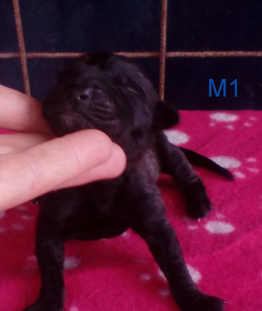 m1 - SOLD canisa De Casa Dragnuta Pui Presa Canario Pui Dogo Canario cu pedigree Rezervari Prenotari