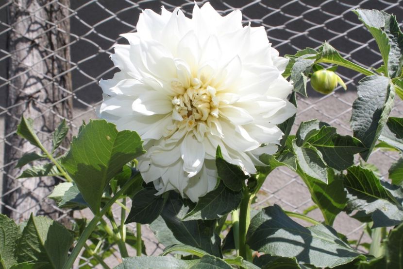dalie 1 - flori diverse