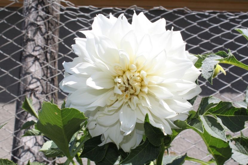 dalie 3 - flori diverse