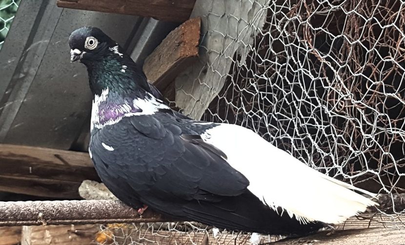  - 6-Negru Codalb Romanesc