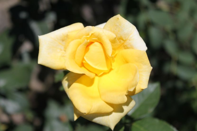 trandafir 2 - trandafiri diversi