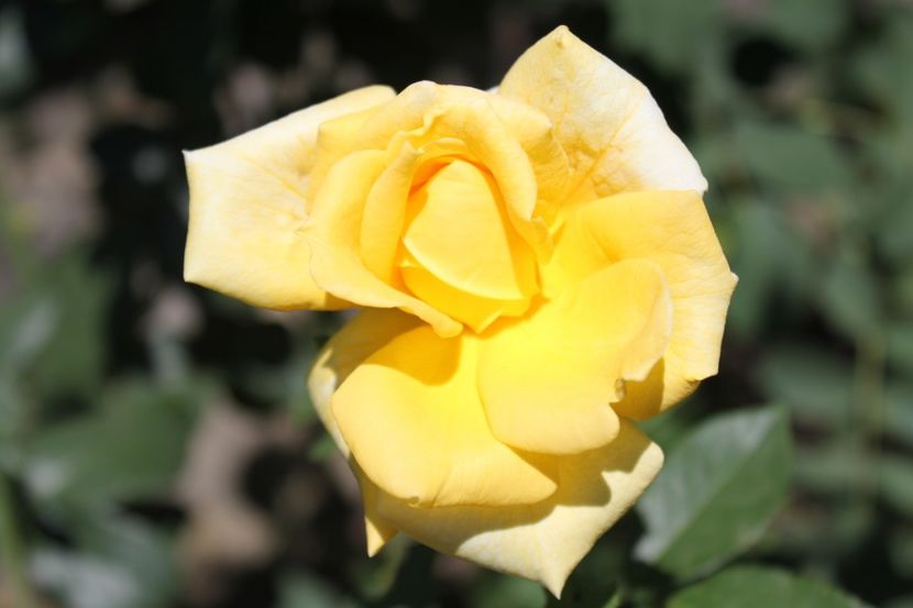 trandafir 2. - trandafiri diversi