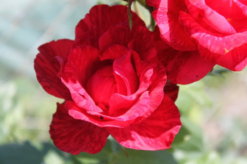 trandafir red intuition - trandafiri diversi
