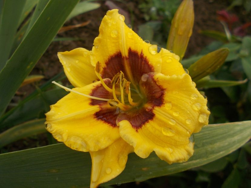  - Hemerocallis 2018
