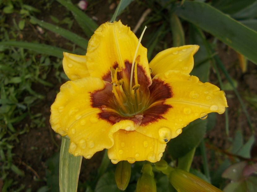  - Hemerocallis 2018