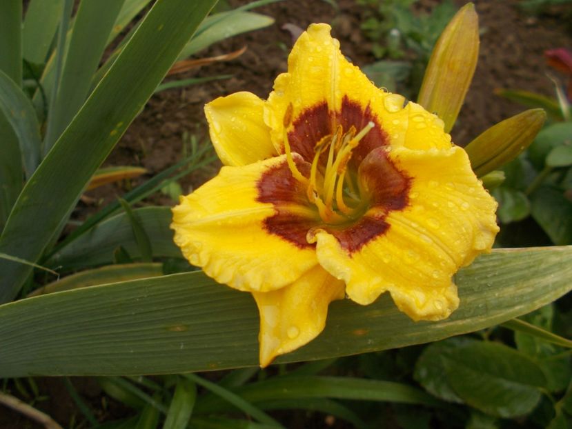  - Hemerocallis 2018