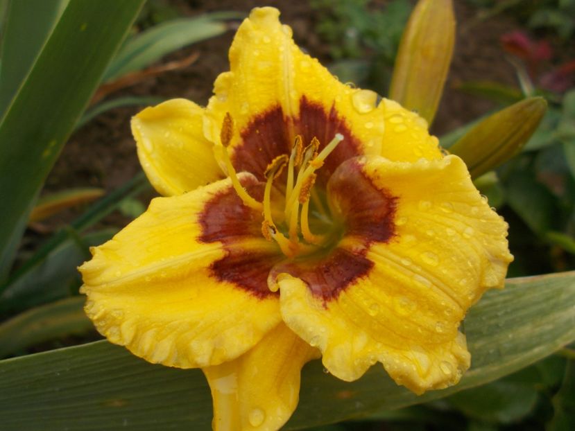  - Hemerocallis 2018